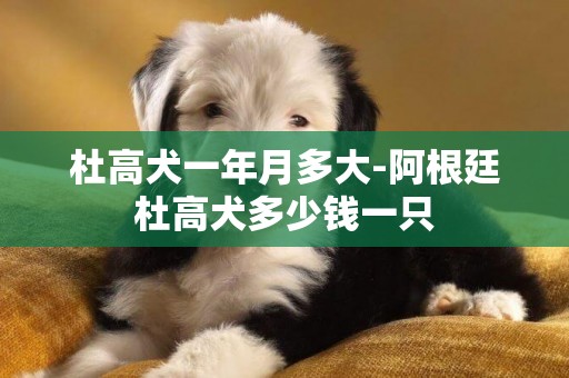 杜高犬一年月多大-阿根廷杜高犬多少錢一只