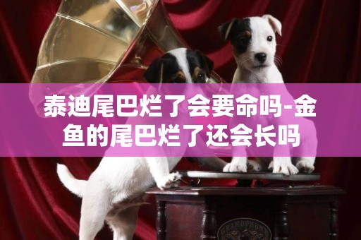 泰迪尾巴爛了會要命嗎-金魚的尾巴爛了還會長嗎