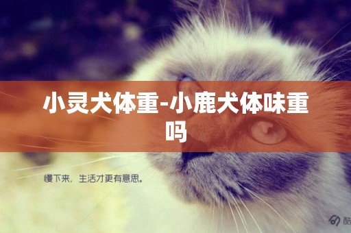 小靈犬體重-小鹿犬體味重嗎