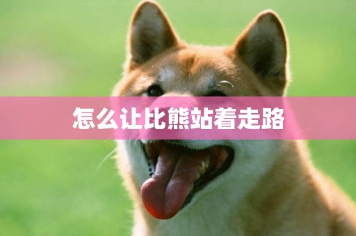 怎么讓比熊站著走路