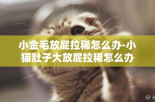 小金毛放屁拉稀怎么辦-小貓肚子大放屁拉稀怎么辦