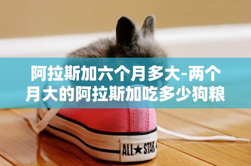 阿拉斯加六個月多大-兩個月大的阿拉斯加吃多少狗糧