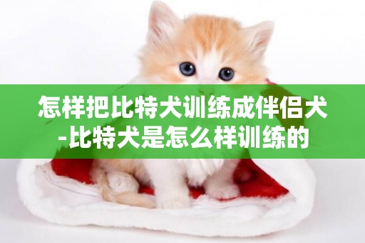 怎樣把比特犬訓練成伴侶犬-比特犬是怎么樣訓練的