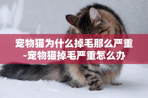 寵物貓為什么掉毛那么嚴重-寵物貓掉毛嚴重怎么辦