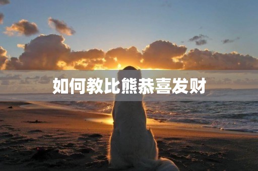 如何教比熊恭喜發財