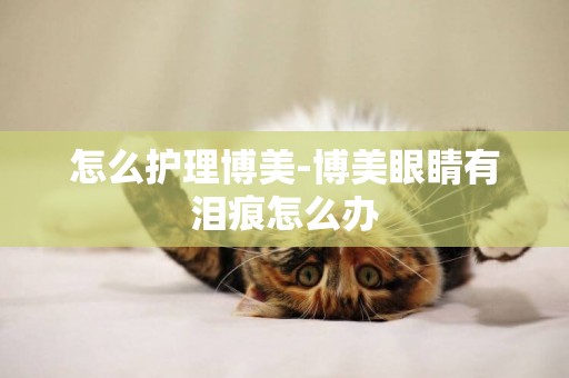 怎么護理博美-博美眼睛有淚痕怎么辦