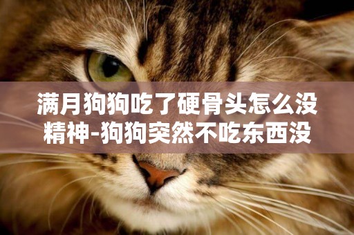 滿月狗狗吃了硬骨頭怎么沒精神-狗狗突然不吃東西沒精神是怎么了