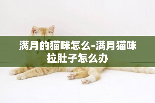 滿月的貓咪怎么-滿月貓咪拉肚子怎么辦
