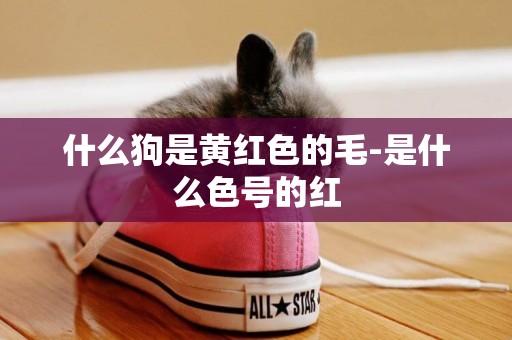 什么狗是黃紅色的毛-是什么色號的紅