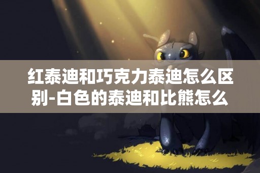 紅泰迪和巧克力泰迪怎么區別-白色的泰迪和比熊怎么去區分呢