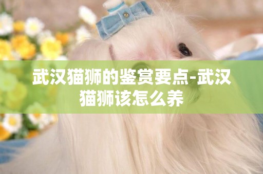 武漢貓獅的鑒賞要點-武漢貓獅該怎么養