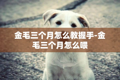 金毛三個月怎么教握手-金毛三個月怎么喂