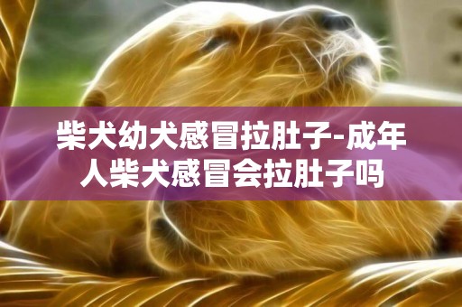 柴犬幼犬感冒拉肚子-成年人柴犬感冒會拉肚子嗎