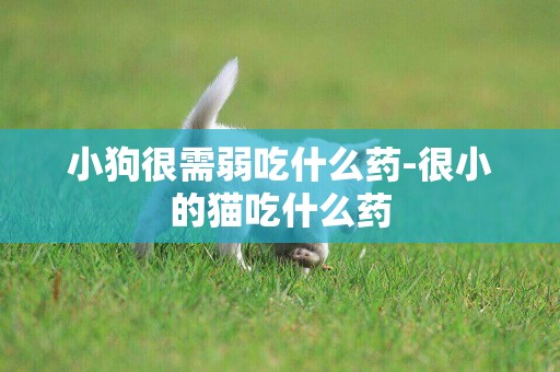 小狗很需弱吃什么藥-很小的貓吃什么藥