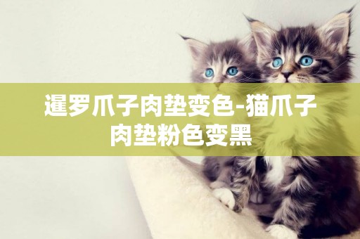 暹羅爪子肉墊變色-貓爪子肉墊粉色變黑