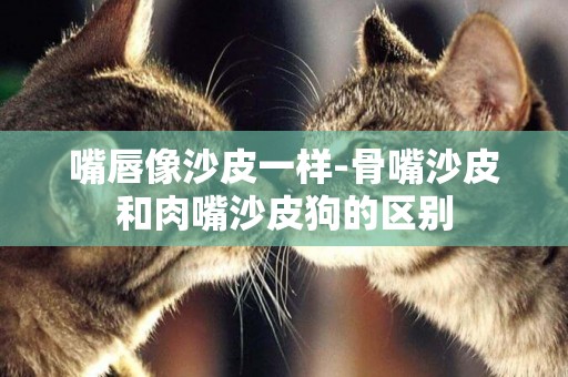 嘴唇像沙皮一樣-骨嘴沙皮和肉嘴沙皮狗的區別