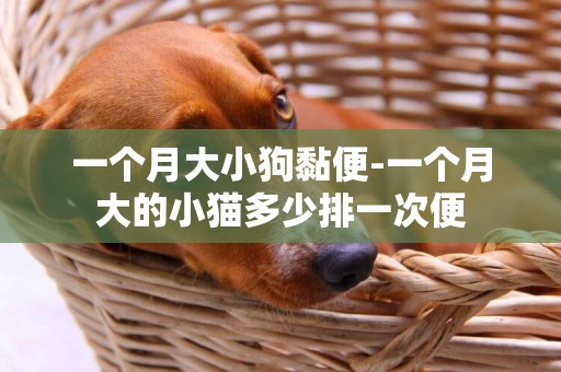一個月大小狗黏便-一個月大的小貓多少排一次便