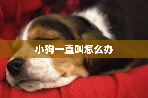 小狗一直叫怎么辦