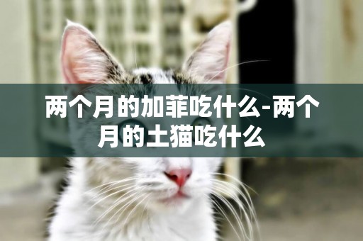 兩個月的加菲吃什么-兩個月的土貓吃什么