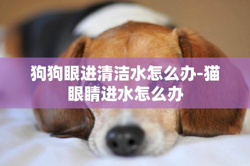 狗狗眼進清潔水怎么辦-貓眼睛進水怎么辦