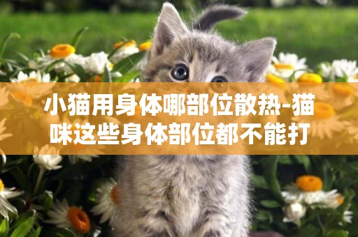 小貓用身體哪部位散熱-貓咪這些身體部位都不能打
