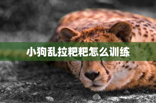 小狗亂拉粑粑怎么訓練