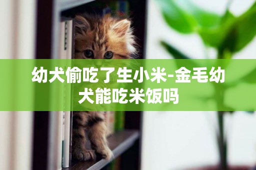 幼犬偷吃了生小米-金毛幼犬能吃米飯嗎