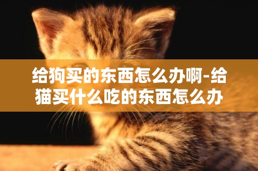 給狗買的東西怎么辦啊-給貓買什么吃的東西怎么辦