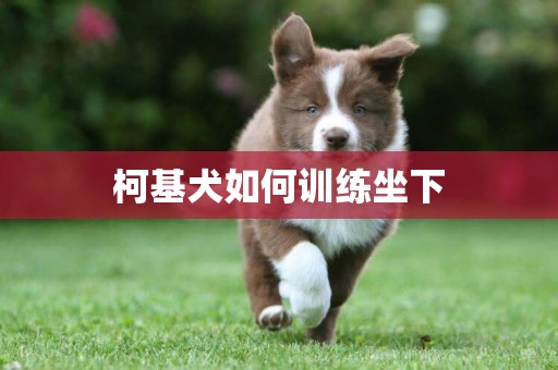 柯基犬如何訓練坐下