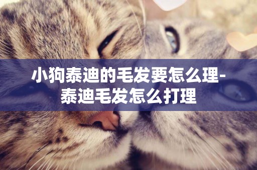 小狗泰迪的毛發要怎么理-泰迪毛發怎么打理