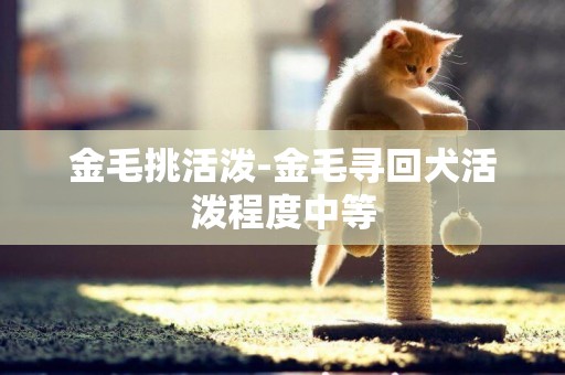金毛挑活潑-金毛尋回犬活潑程度中等