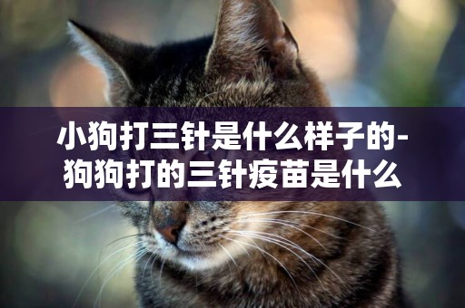 小狗打三針是什么樣子的-狗狗打的三針疫苗是什么