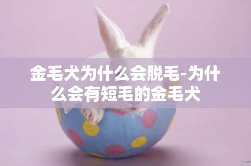 金毛犬為什么會脫毛-為什么會有短毛的金毛犬