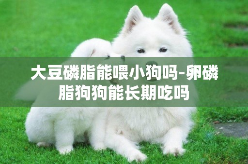 大豆磷脂能喂小狗嗎-卵磷脂狗狗能長期吃嗎