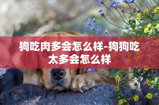 狗吃肉多會怎么樣-狗狗吃太多會怎么樣