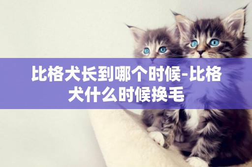 比格犬長到哪個時候-比格犬什么時候換毛