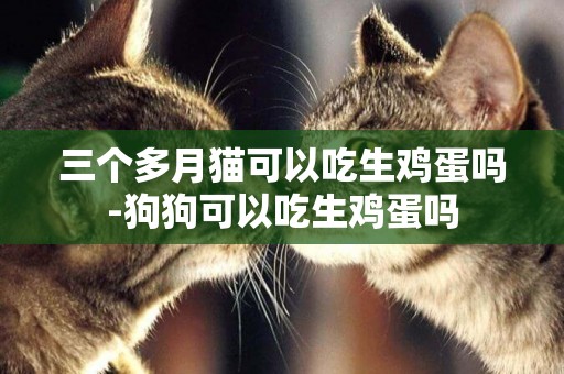 三個多月貓可以吃生雞蛋嗎-狗狗可以吃生雞蛋嗎