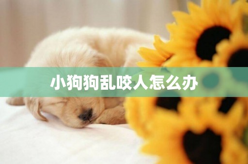 小狗狗亂咬人怎么辦