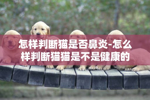 怎樣判斷貓是否鼻炎-怎么樣判斷貓貓是不是健康的