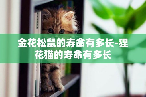 金花松鼠的壽命有多長-貍花貓的壽命有多長