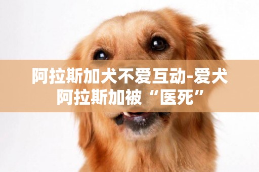 阿拉斯加犬不愛互動-愛犬阿拉斯加被“醫死”