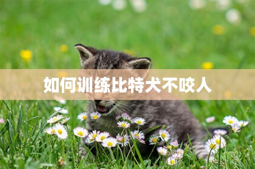 如何訓練比特犬不咬人