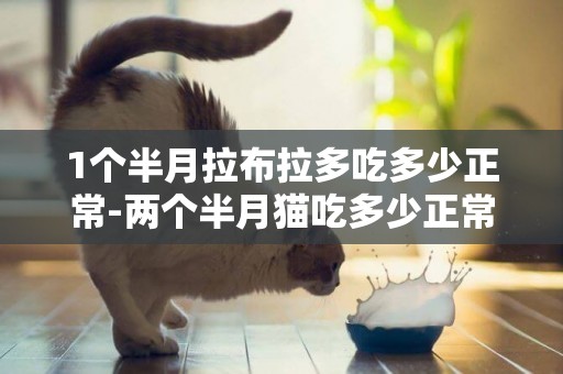 1個半月拉布拉多吃多少正常-兩個半月貓吃多少正常嗎