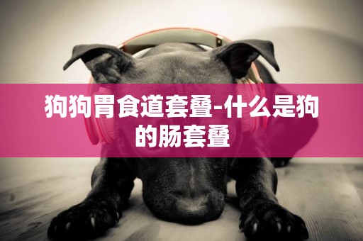 狗狗胃食道套疊-什么是狗的腸套疊