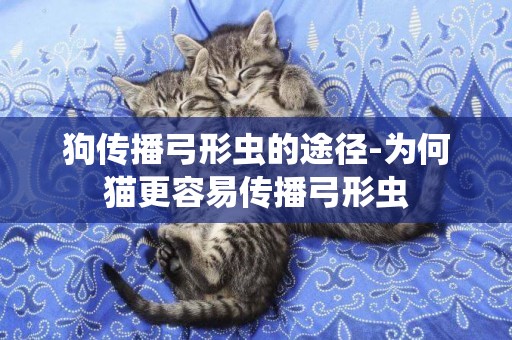 狗傳播弓形蟲的途徑-為何貓更容易傳播弓形蟲