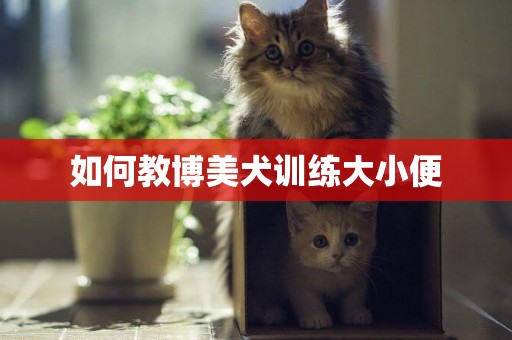 如何教博美犬訓練大小便
