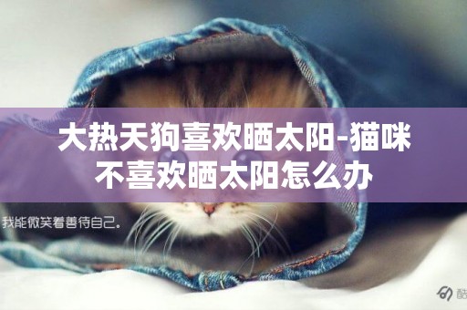大熱天狗喜歡曬太陽-貓咪不喜歡曬太陽怎么辦