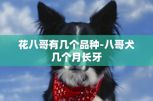 花八哥有幾個品種-八哥犬幾個月長牙