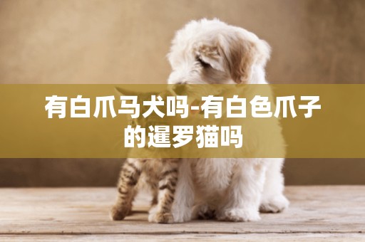有白爪馬犬嗎-有白色爪子的暹羅貓嗎