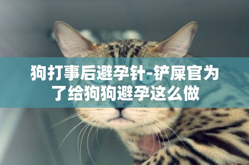 狗打事后避孕針-鏟屎官為了給狗狗避孕這么做